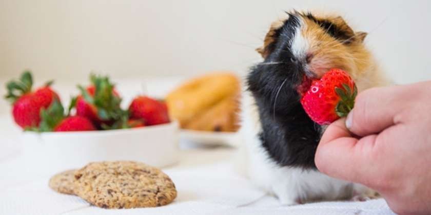 VITAMINAI Rūpinamės augintinių sveikata 